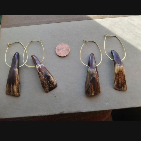 Authentic American Buffalo Teeth on Brass Hoops - Picture 7 of 7
